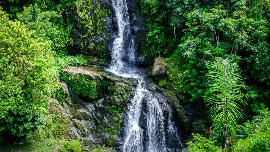 Single jungle waterfall cascading through dense tropical vegetation in Ubud Bali, serene and empty of tourists in the early morning