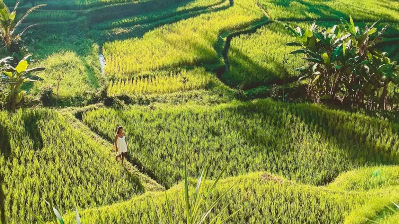 Sunlit Tegalalang rice terraces near Ubud Bali, paired with Tibumana Waterfall on a full-day Ubud waterfall and rice terrace tour